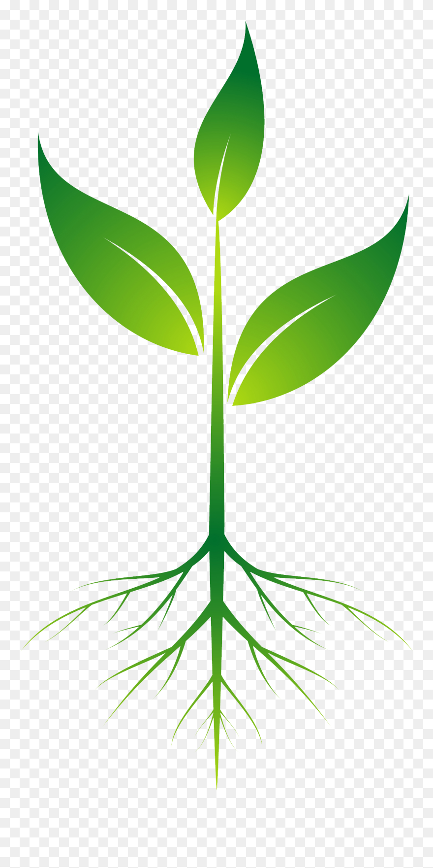 Thumb Image - Plant With Roots Clipart - Png Download
