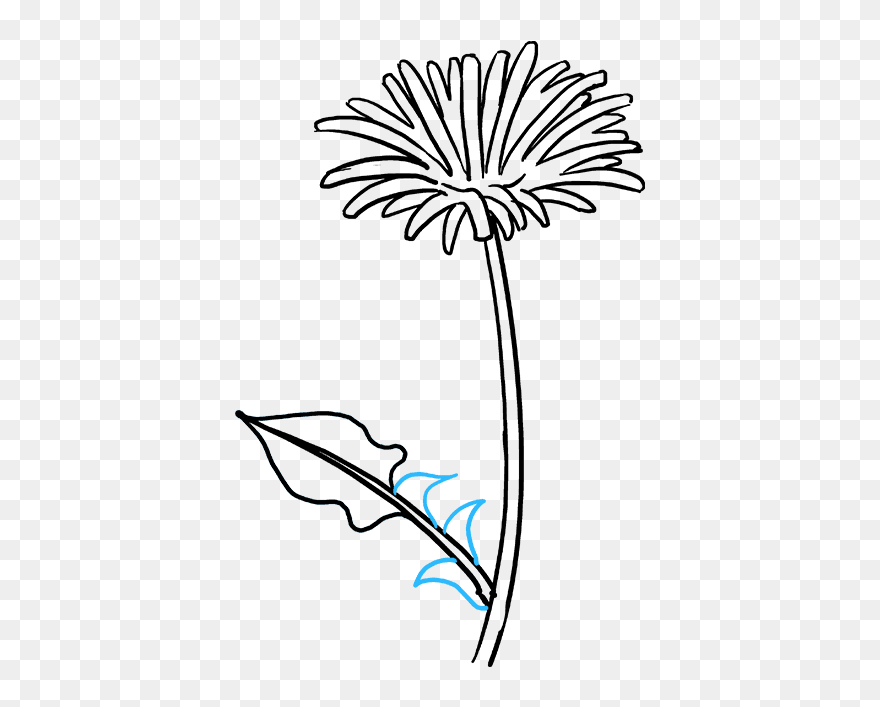 Draw A Dandelion Clipart