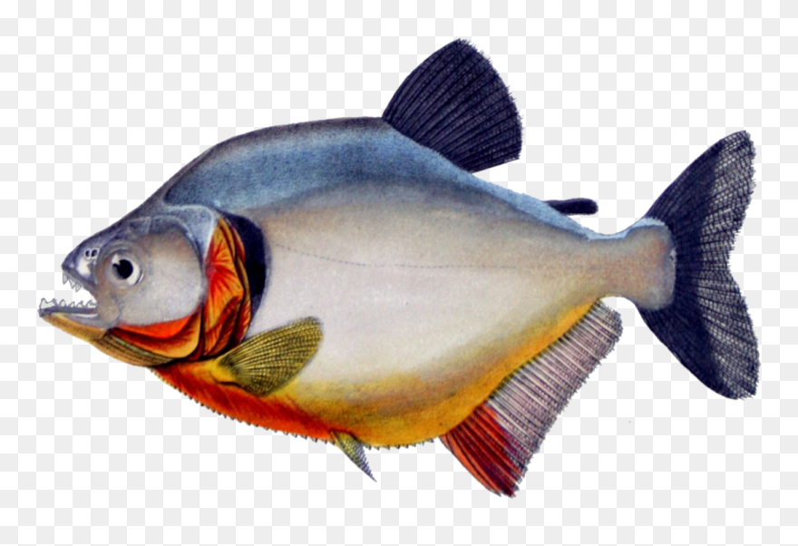Spoonbill Fish Clipart Clip Art Freeuse Library Express - Piranha Transparent - Png Download