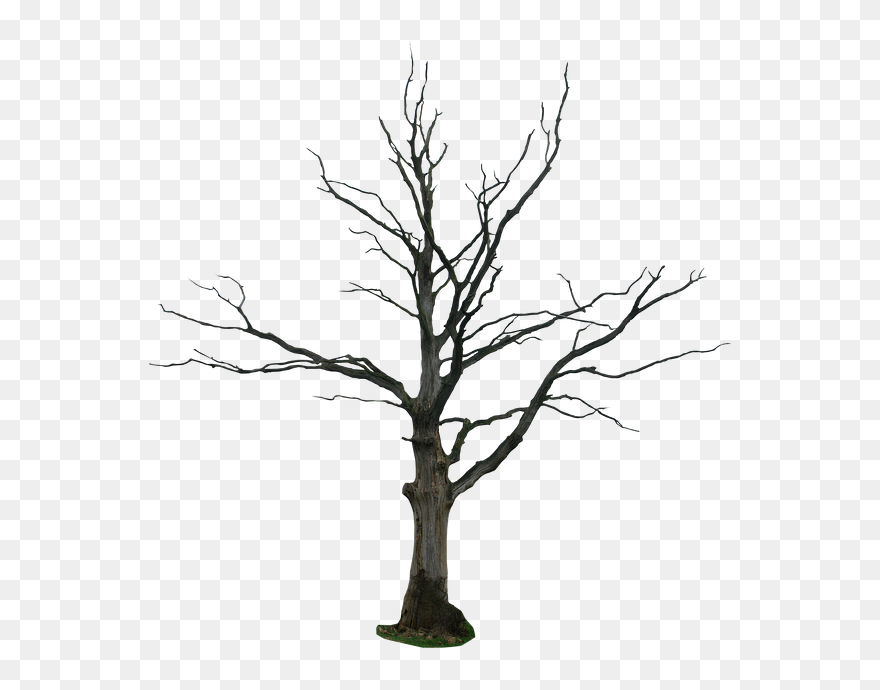 Dead Tree Png Clipart