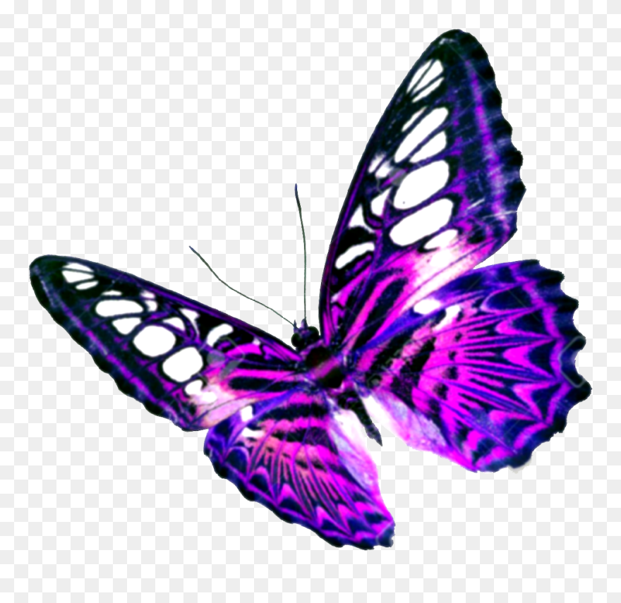 Butterfly Purple Clip Art - Transparent Background Butterfly Clipart Png Transparent