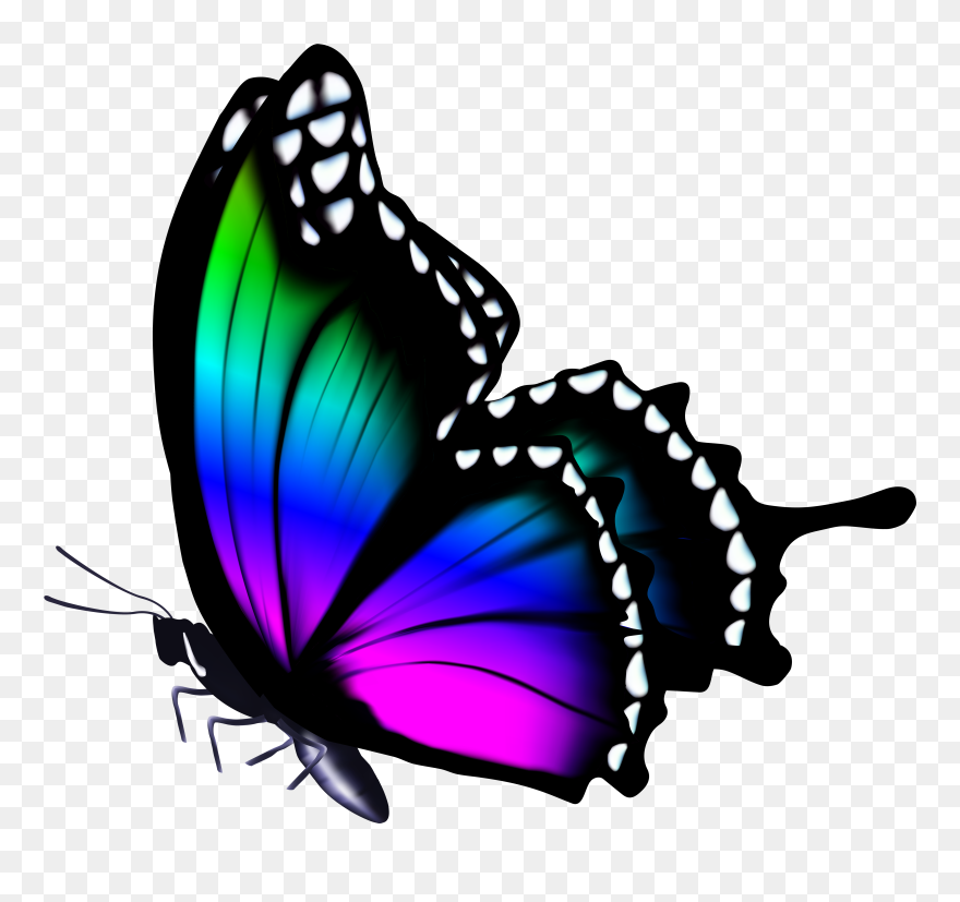 Butterfly Image Full Hd Clipart
