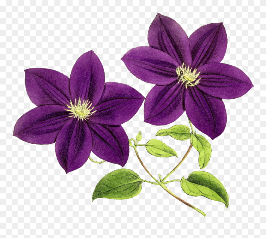 Transparent Purple Flower Clipart - Purple Flowers Clipart - Png Download
