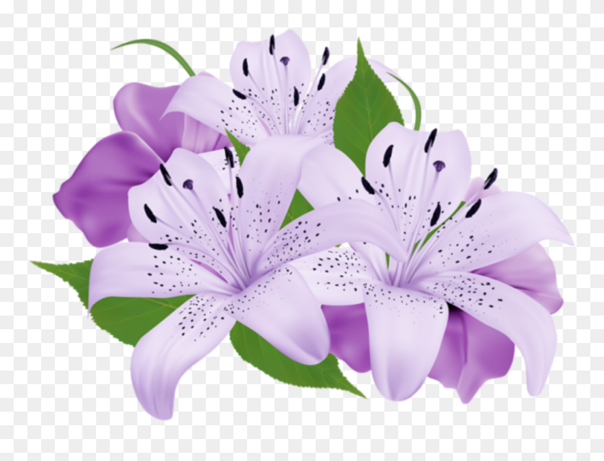 Transparent Purple Clipart - White And Purple Flowers Png