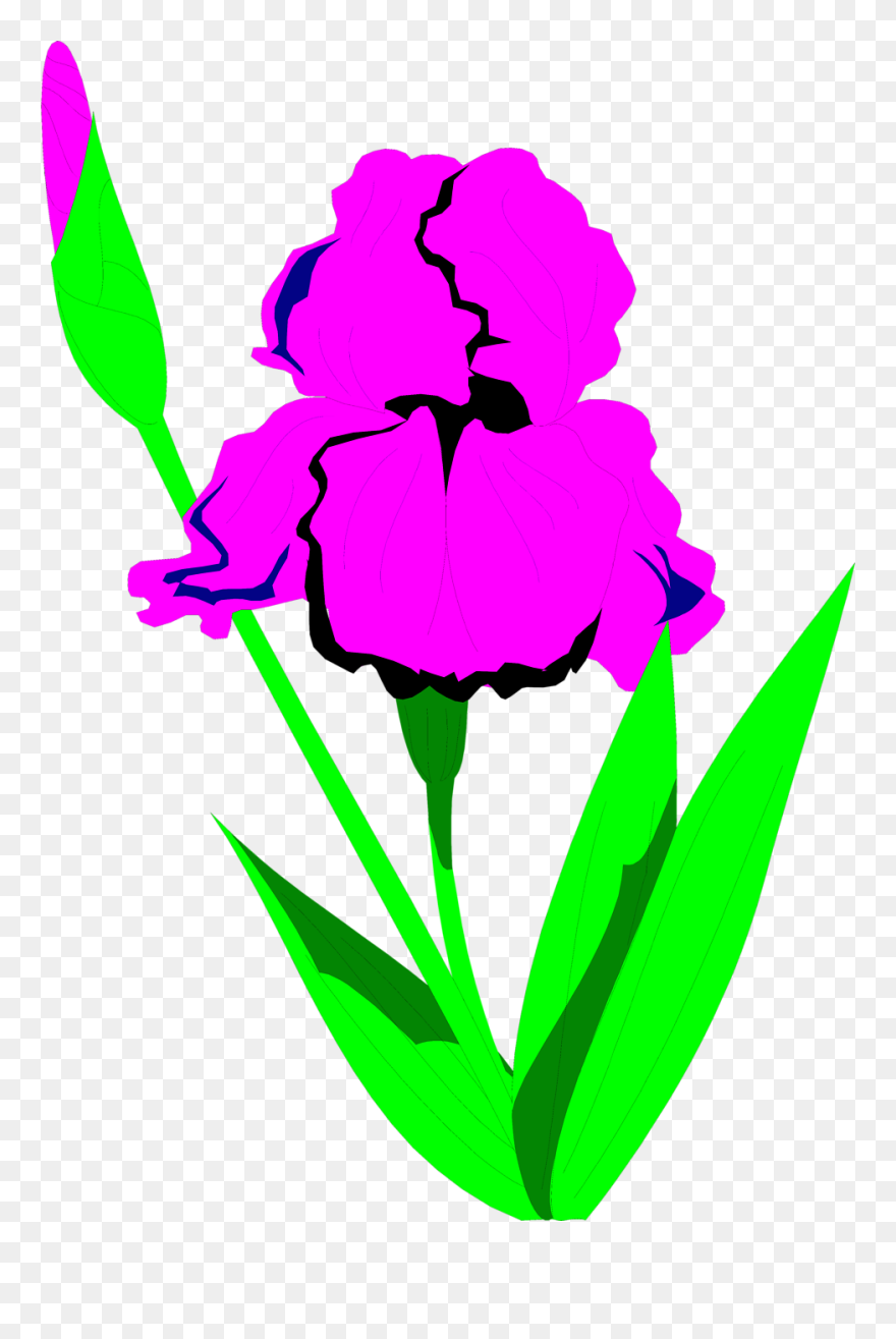 Iris Flower Clipart Vector Transparent Library Iris - Clip Art - Png Download