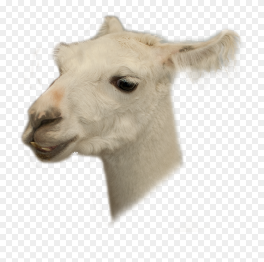 Llama Head Png - Llama Transparent Clipart