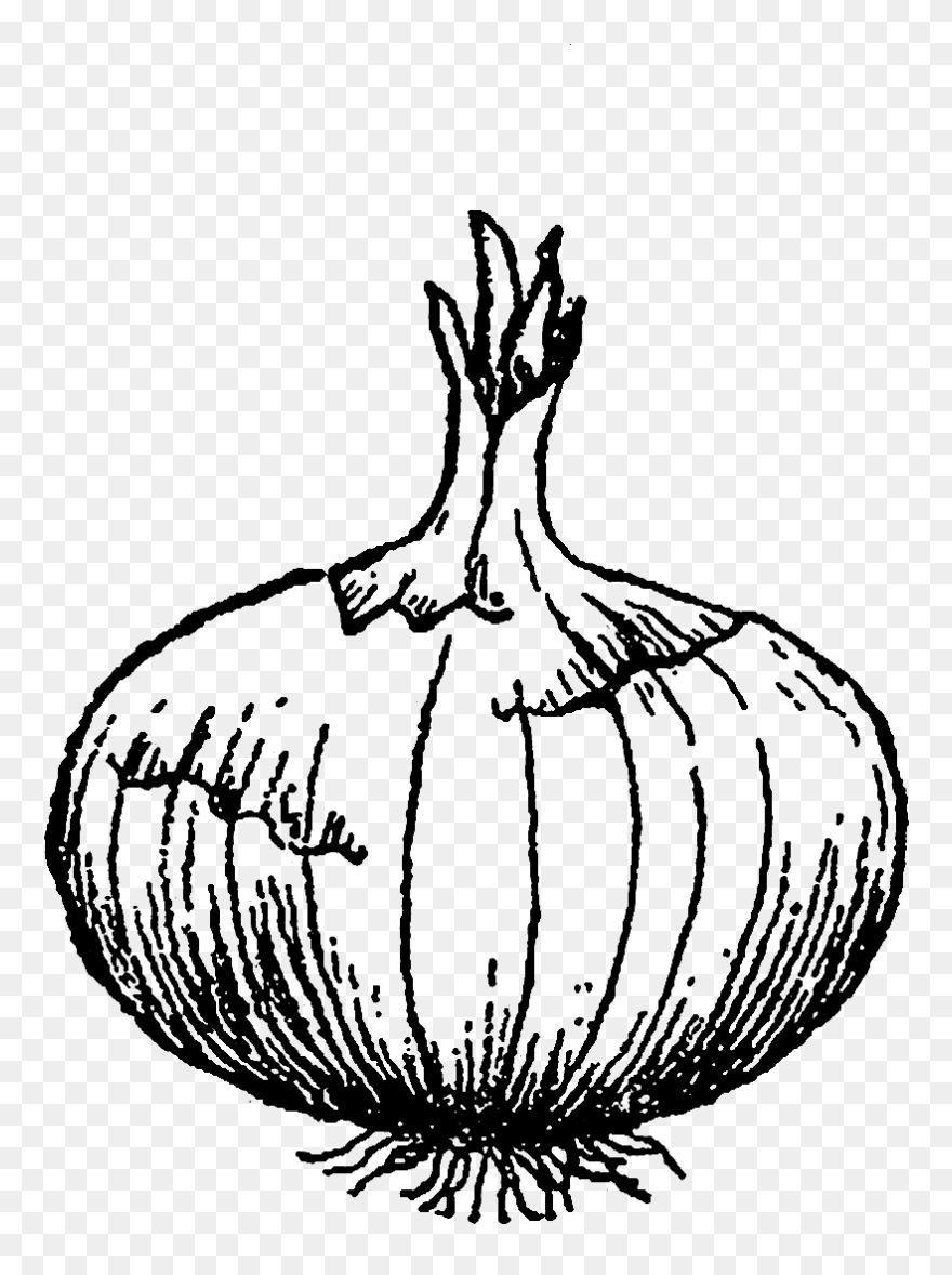 Download Transparent Onion Clipart Black And White Onion Png