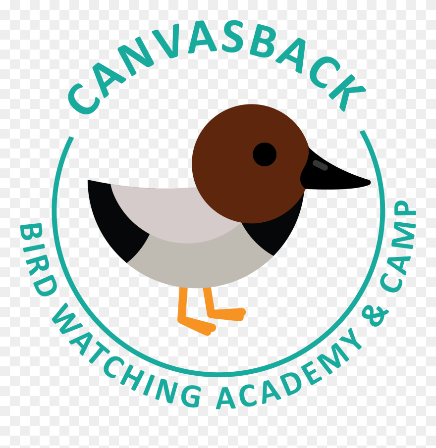 Canvasback Picture - Dpt Clipart