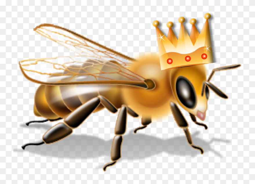 Transparent Bee Transparent Png - Queen Bee Transparent Free Clipart