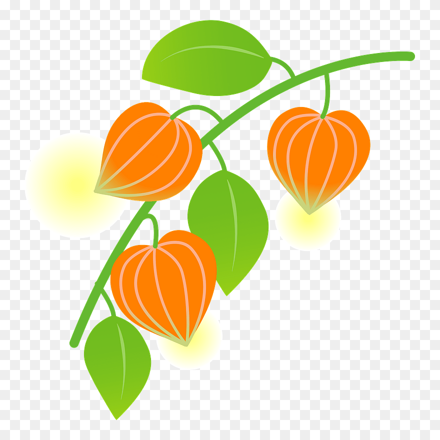 Japanese Lantern Clipart - 鬼灯 フリー イラスト - Png Download