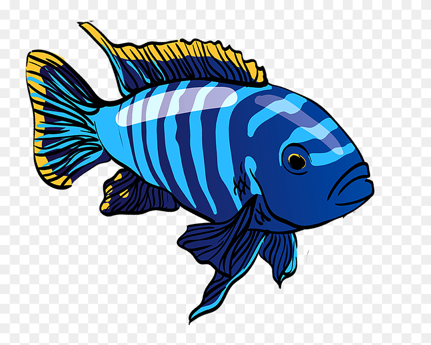 Fish Clipart Cichlid - Png Download