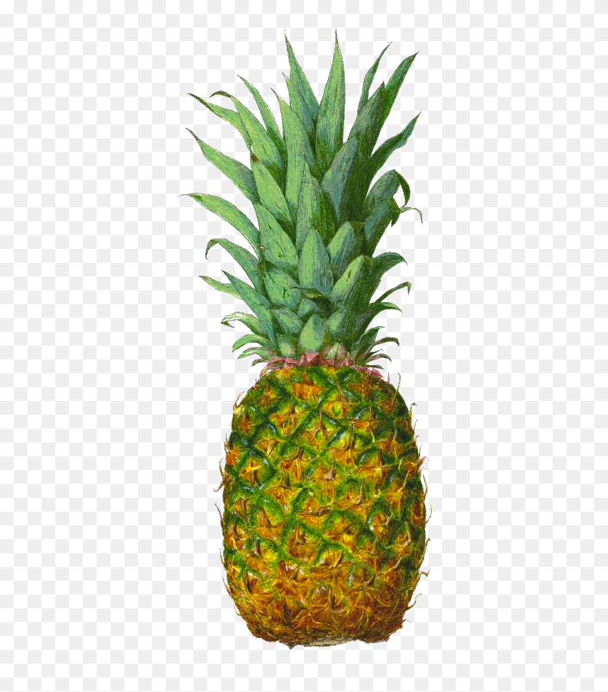 Pineapple Juice Tropical Fruit - Tropical Fruit Clipart
