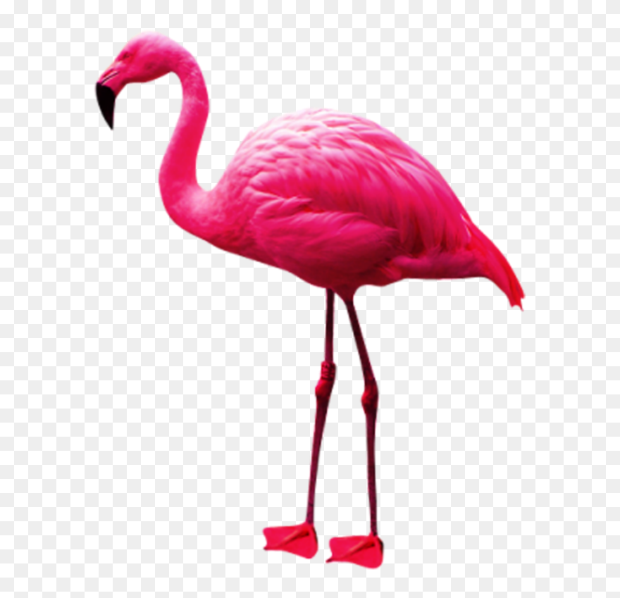 Transparent Pink Flamingo Clipart - Flamingo Png