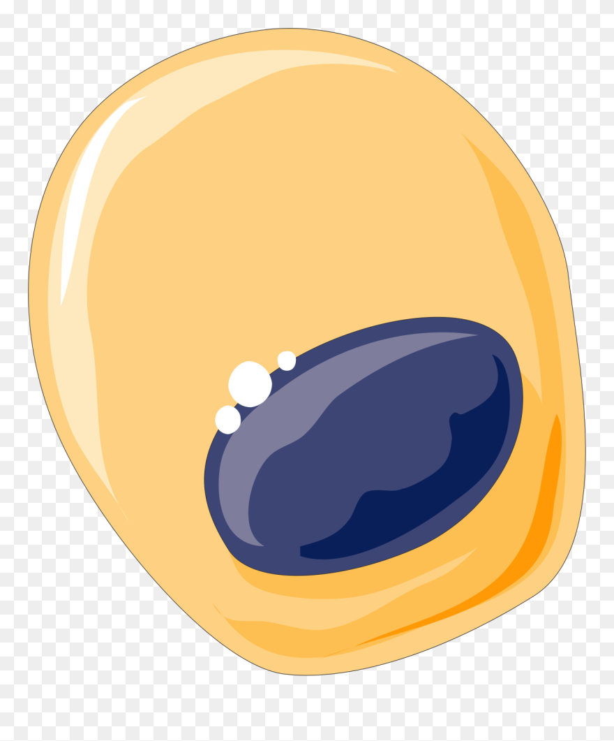 Bone Forming Cells - Osteoblast Cell Diagram Clipart