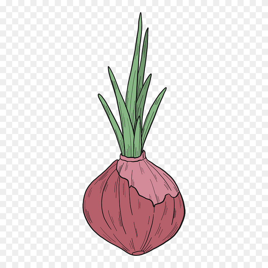 Sprouted Onion Clipart - Shallot - Png Download