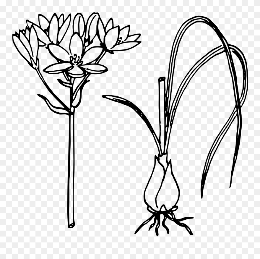 Star Of Bethlehem - Onion Leaves Black And White Clipart
