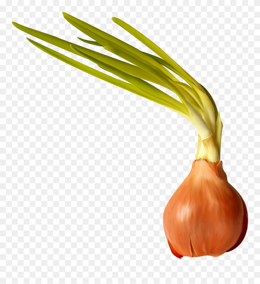 Transparent Onion Clipart - Onion - Png Download