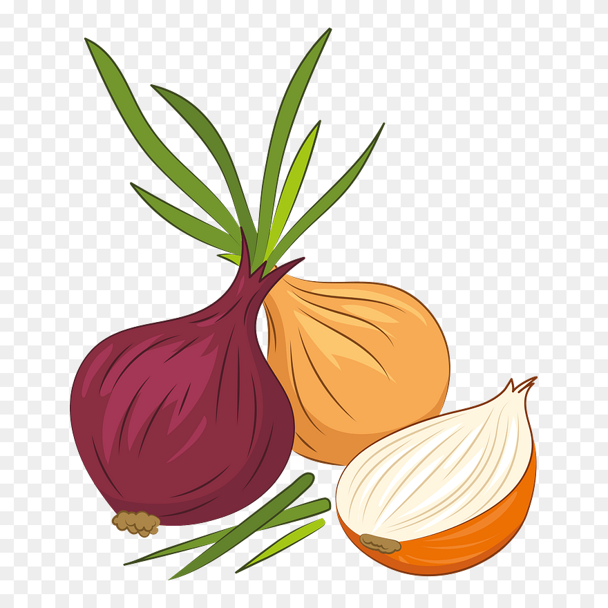 Download Onion Clipart Red Onion Png Download (5449998) PinClipart