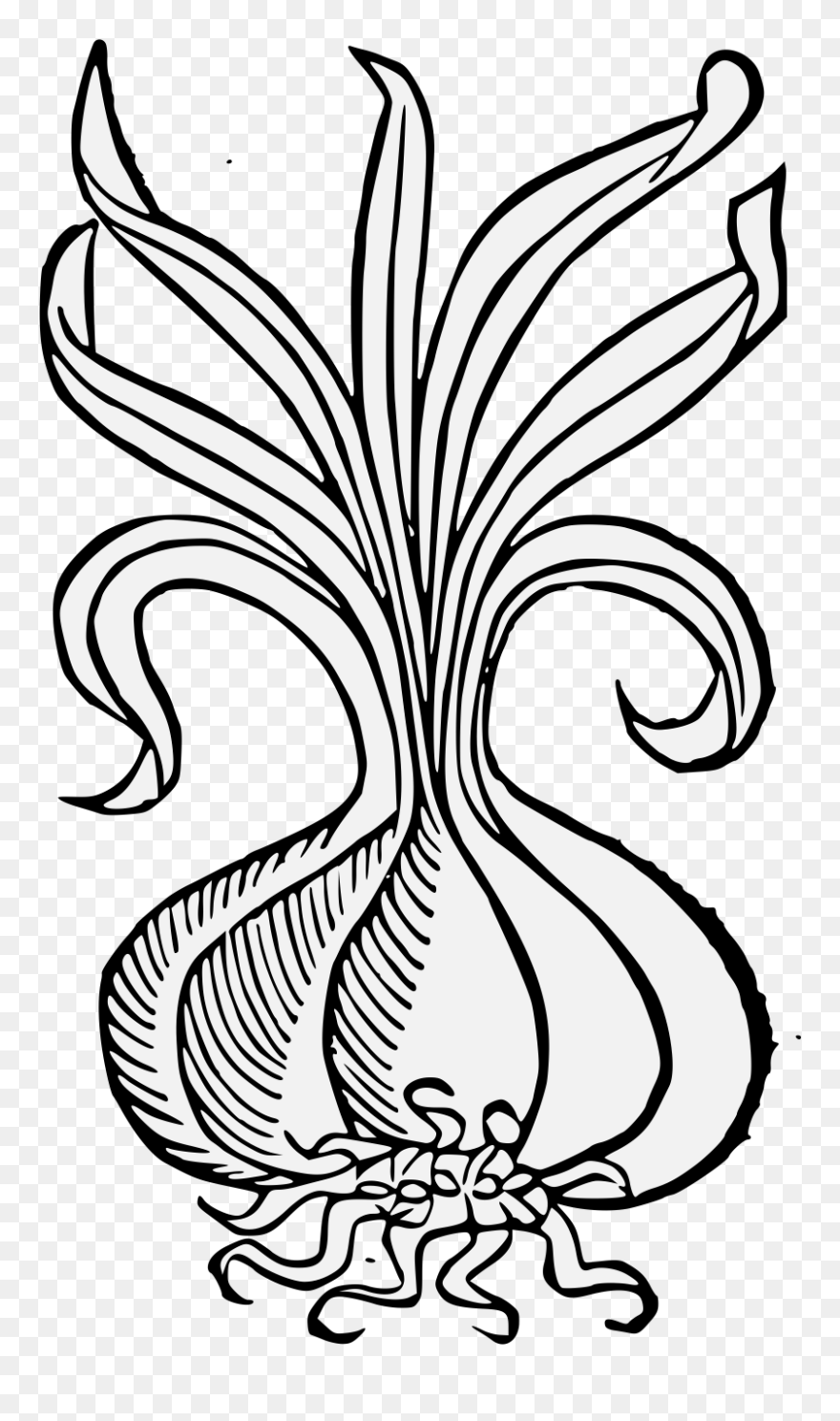 Onion Clip Art - Png Download