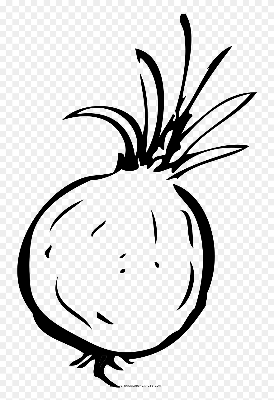 Onion Coloring Page - Line Art Clipart