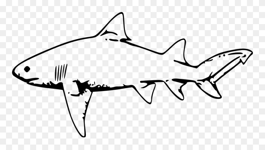 Transparent Shark Outline Png - Shark Clipart Black And White