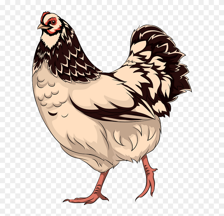 Hen Clipart - Курица Клипарт - Png Download