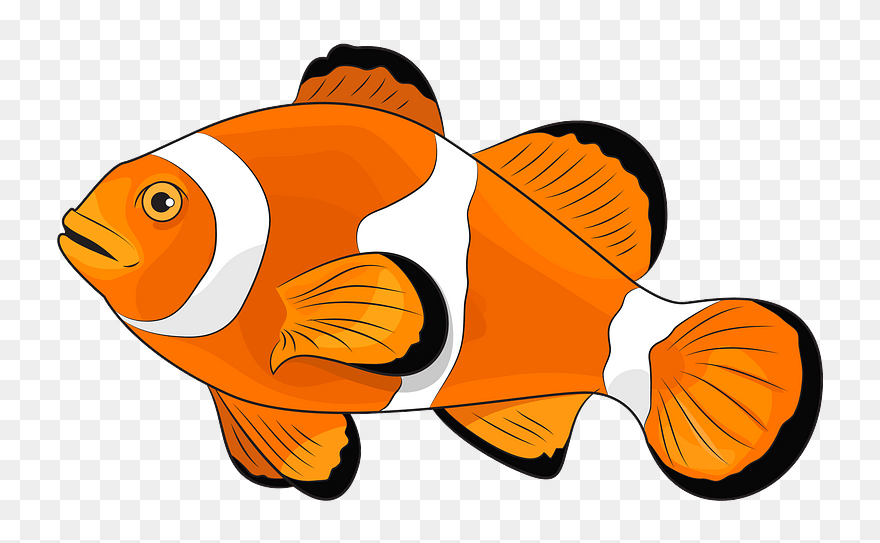 Amphiprion Ocellaris Clipart - Coral Reef Fish - Png Download