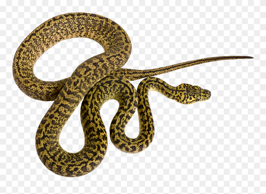 19 Rattlesnake Vector Pattern Huge Freebie Download - Snake From Above Clipart