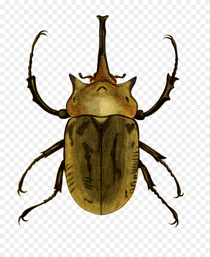 Naturalist Drawing Clipart