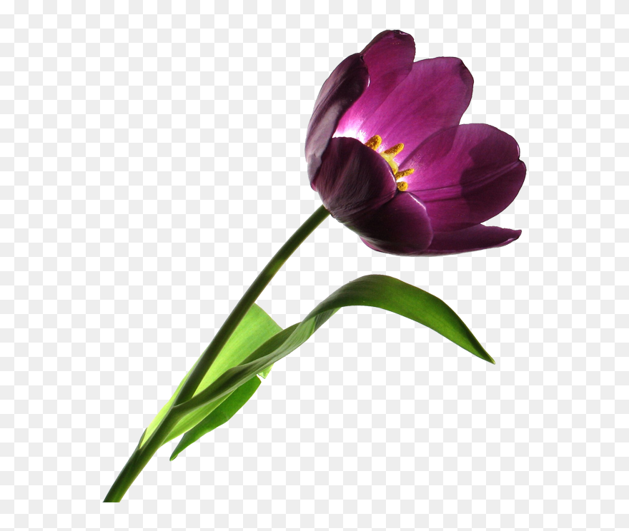 Clip Art - Png Download