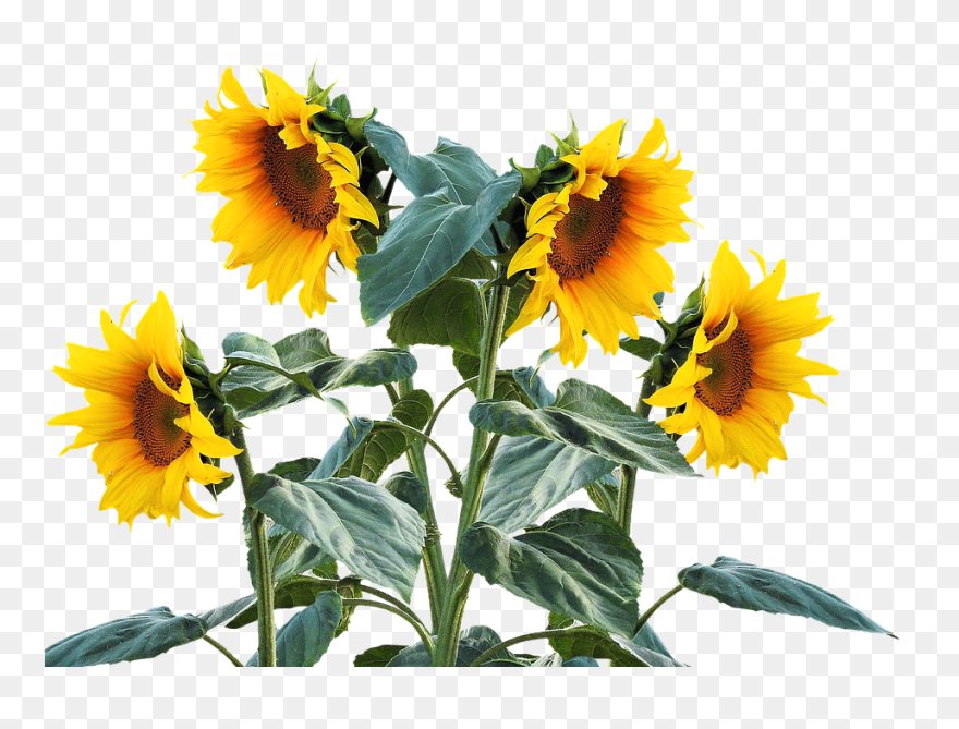 Common Sunflower Plant Sunflower Seed Clip Art - Sunflower Plant Png Transparent Png