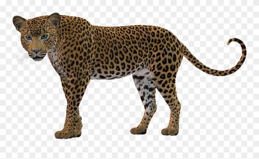 Transparent Cheetah Print Clipart - Leopard Clipart - Png Download