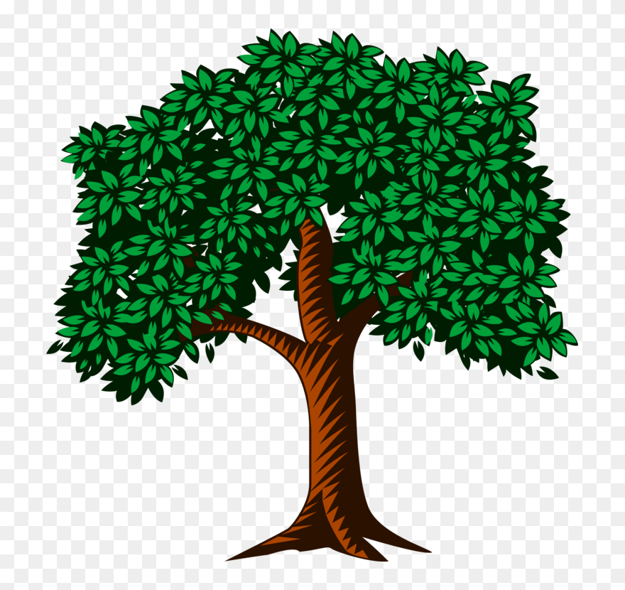 Pine Family,plant,leaf - Many Leaves Are On A Tree Clipart