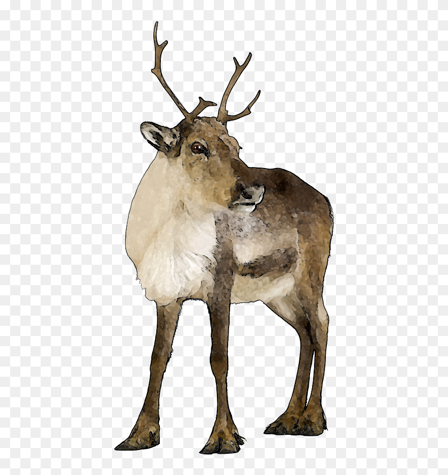 Lemur Clip Art - Real Reindeer Clipart - Png Download