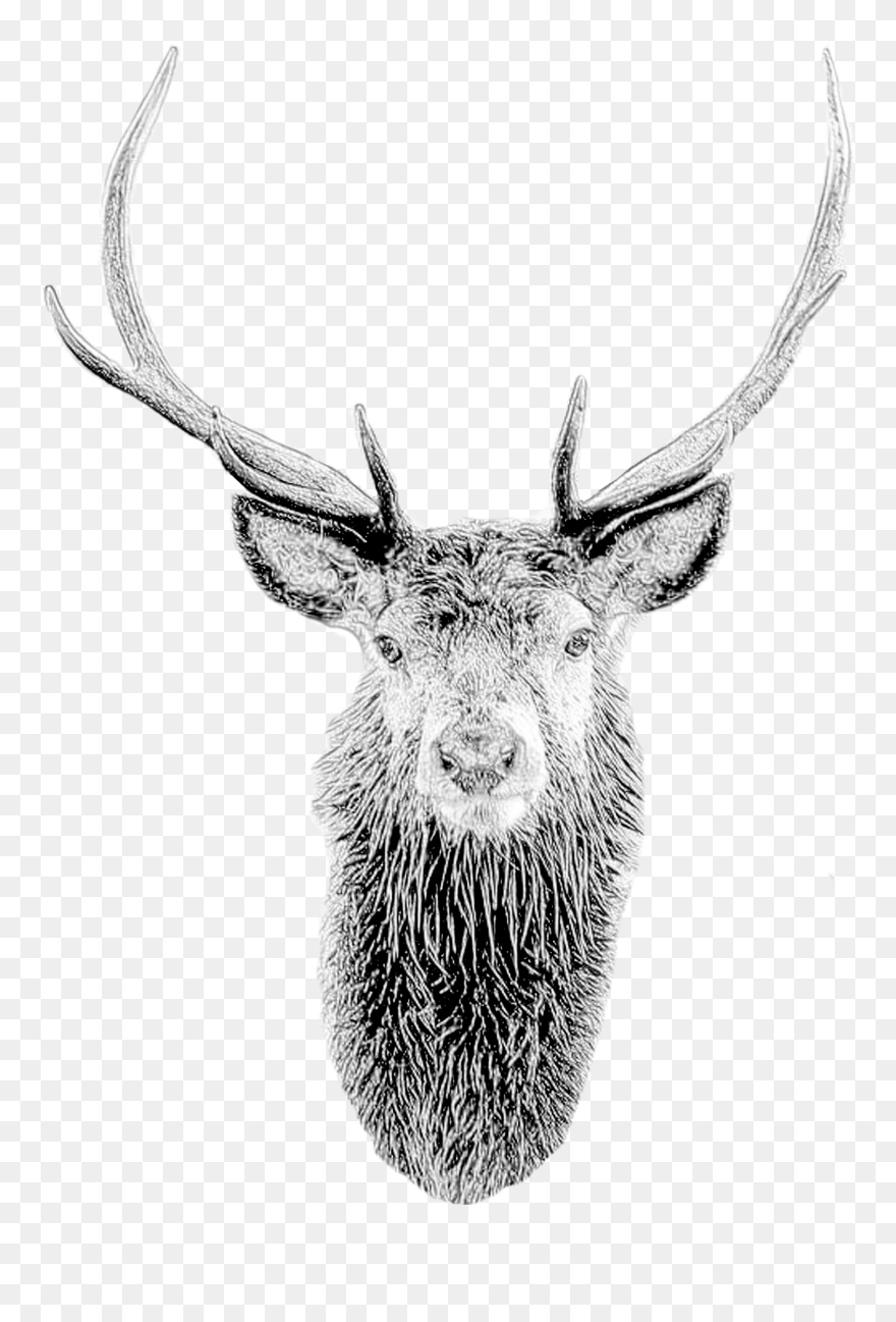 Deer Mask Deer Head Stag Mask Printable Diy Pdf Template - Deer Head Mask Clipart