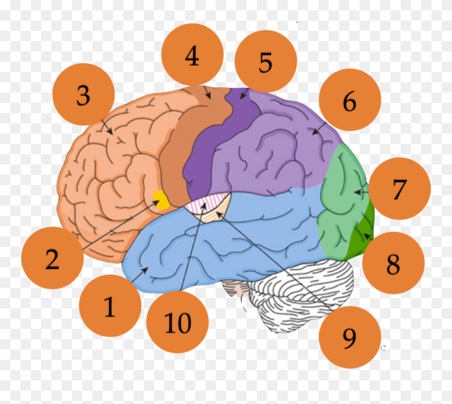 Transparent Psychologist Clipart - Illustration - Png Download