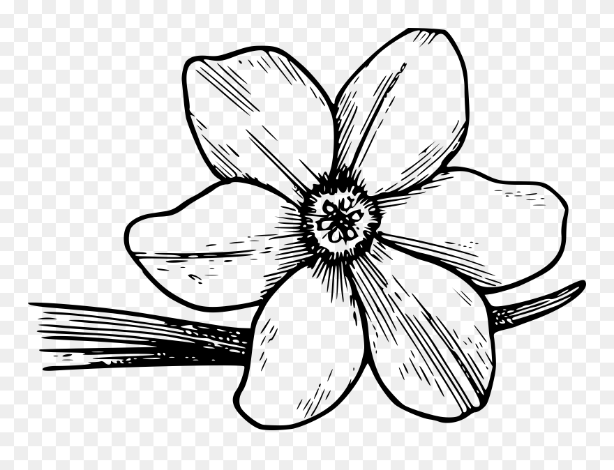 Growth Drawing Flower Transparent Png Clipart Free - Violet Flower Black And White Png