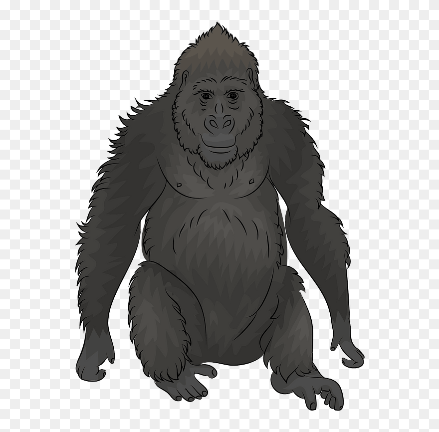 Gorilla Clipart - Macaque - Png Download