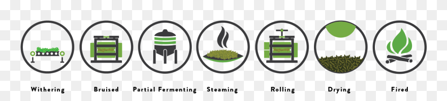 Tea Production Process Graphic Clipart