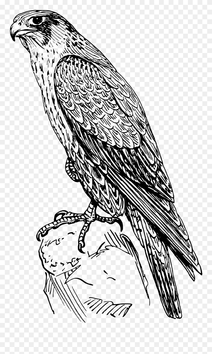 Falcon Black And White Clipart - Png Download