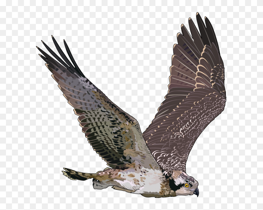 Transparent Background Falcon Png Clipart
