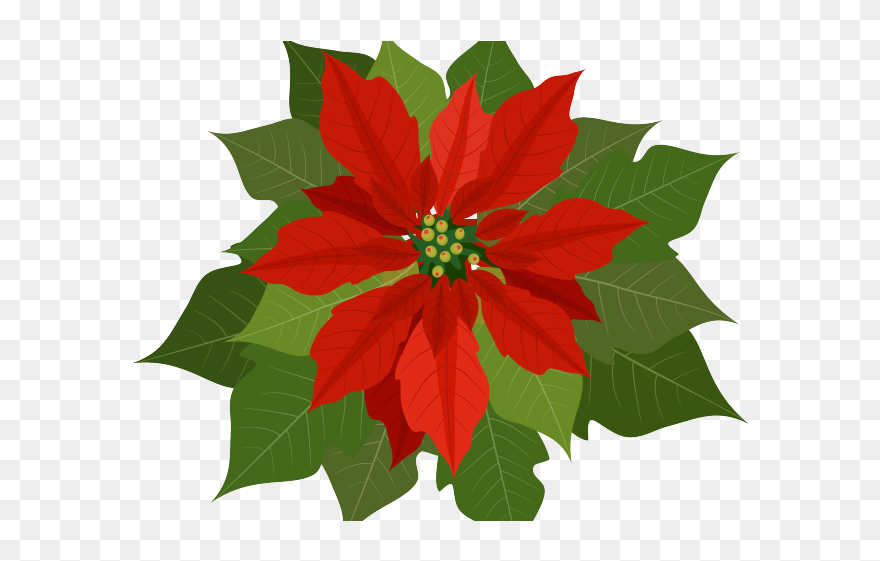 Clipart Christmas Flower Png Transparent Png