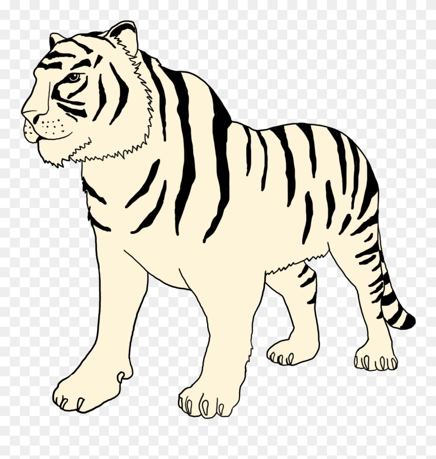White Tiger Clipart - Bengal Tiger - Png Download