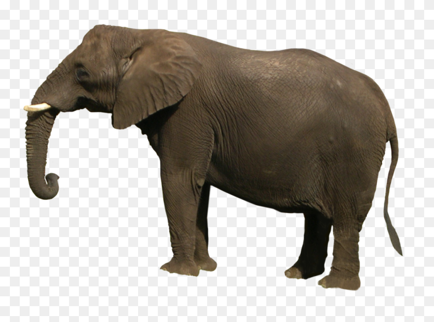 Elephant Png Clipart