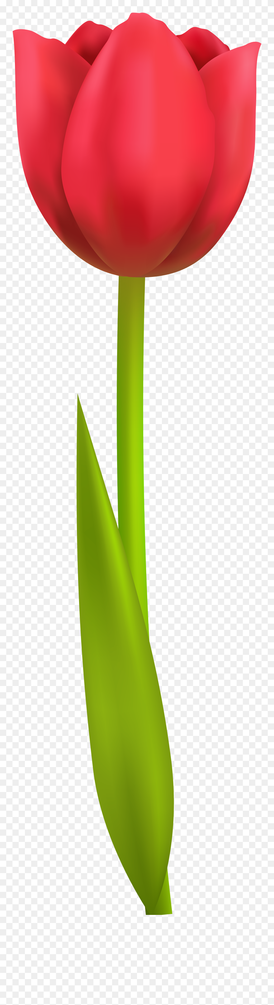 Tulip Png Transparent Clip Art Image - Tulip Clipart