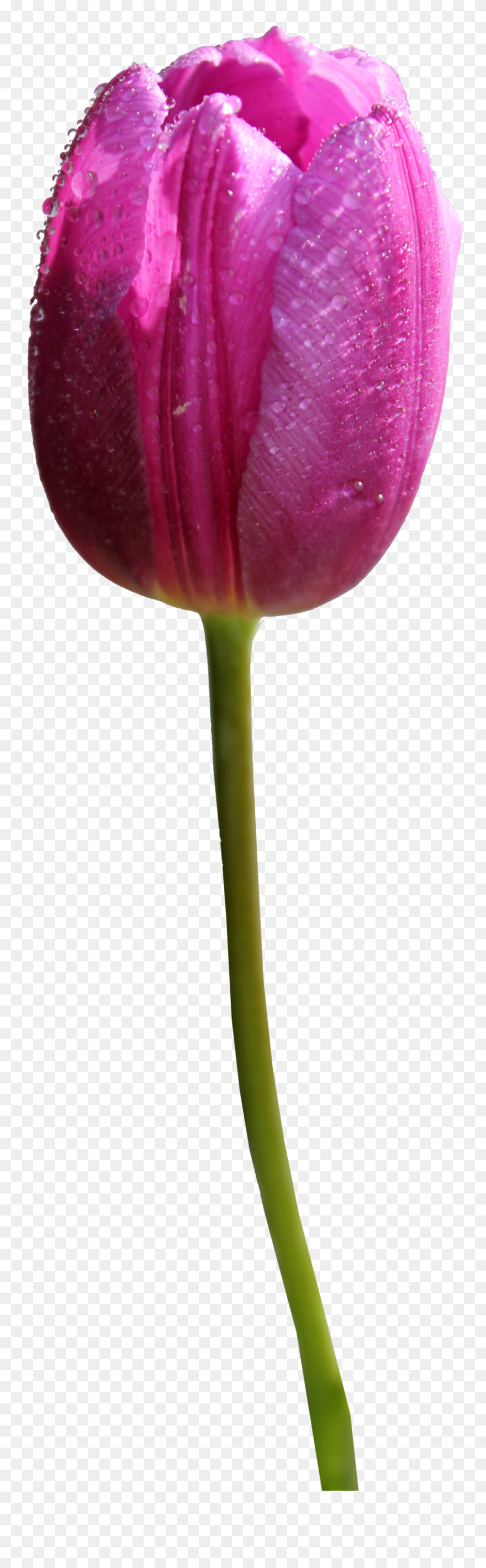 Tulip Clipart 1 Flower - Purple Tulip Png Transparent Png