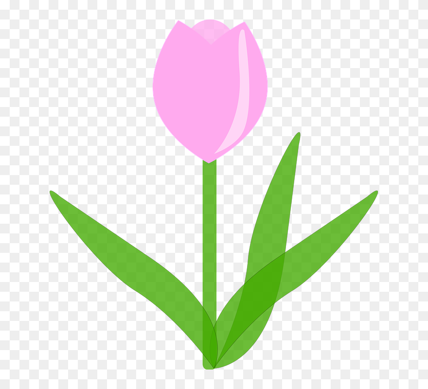 Tulip Clipart