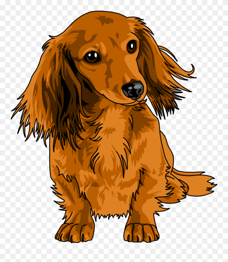 Long Haired Dachshund Clipart - Png Download