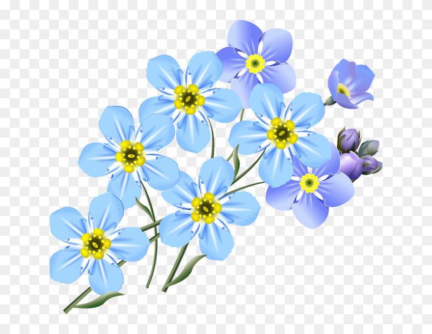 Forget Me Not Clipart Transparent - Draw Forget Me Not Flower - Png Download