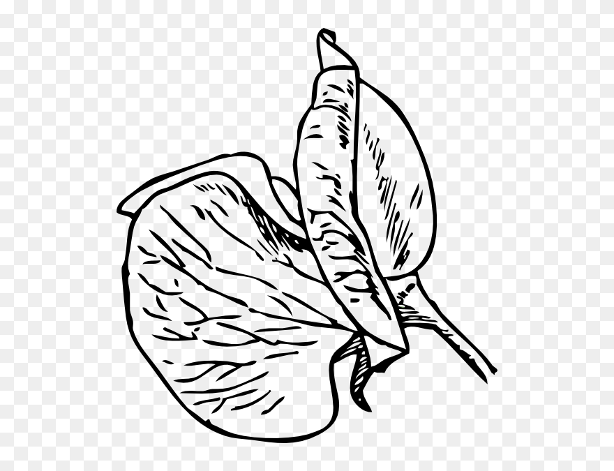 Sweet Pea Cartoon Flowers Clipart